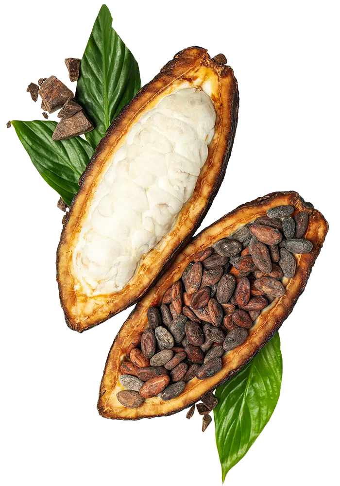 Cacao-About-Us-Img1
